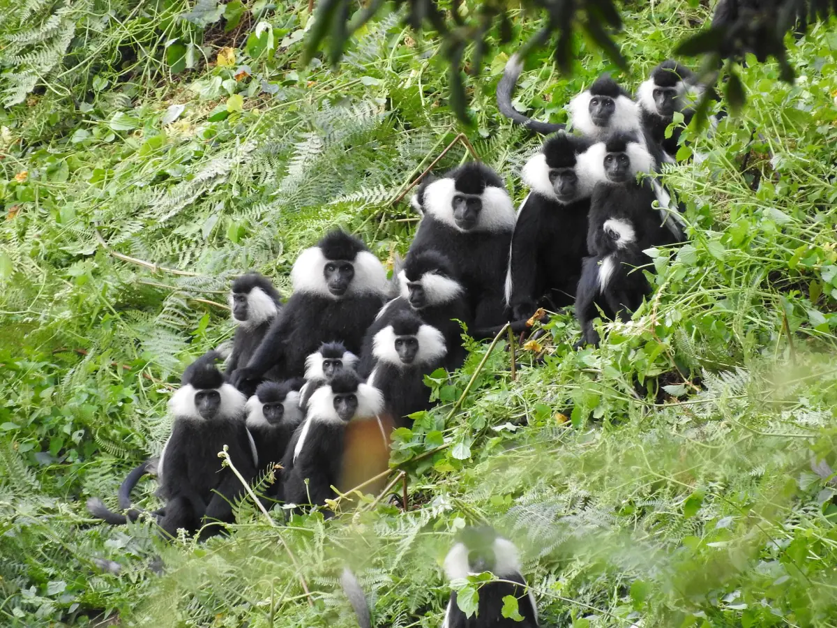 Troop of Angolan colobus monkeys sitting together in Nyungwe