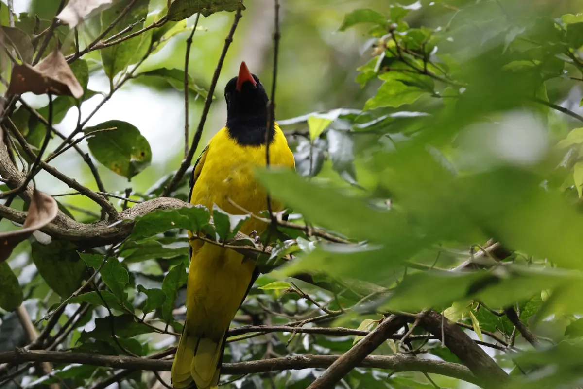 Loriot à tête noire au plumage jaune sur une branche à Nyungwe