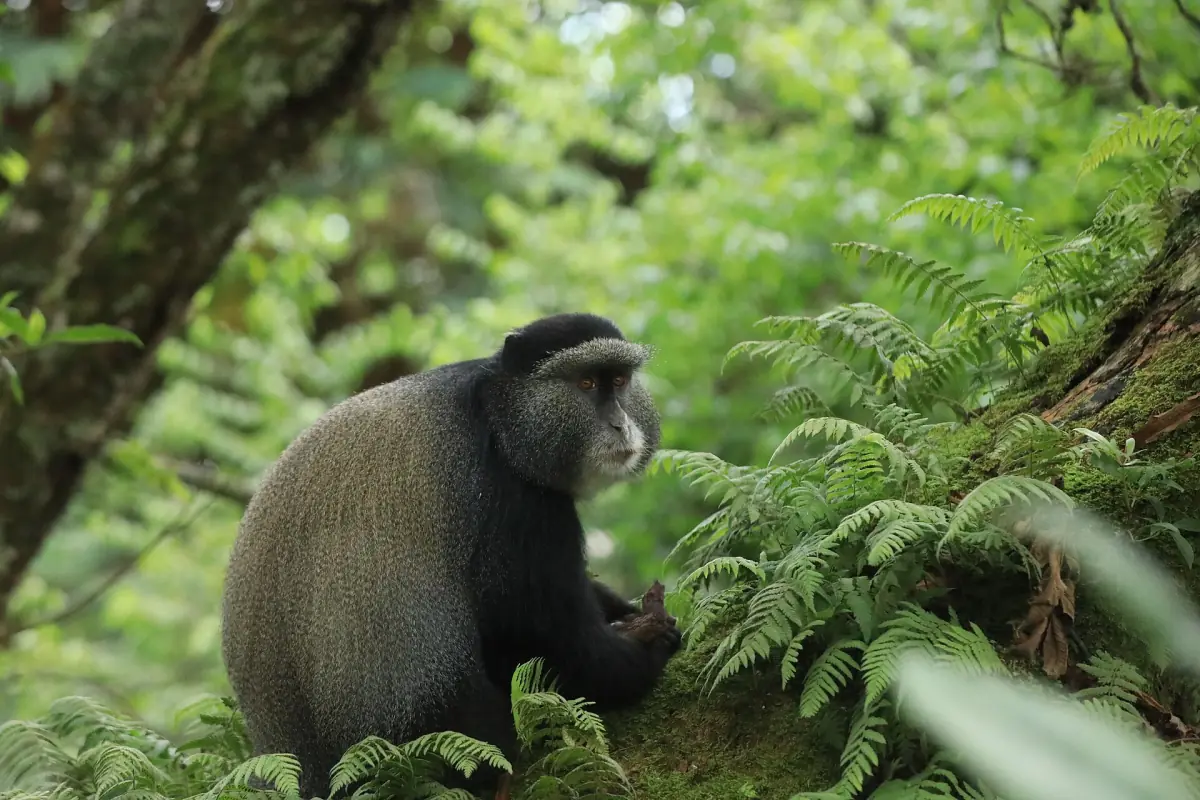 Blue monkey sitting among ferns in Nyungwe National Park