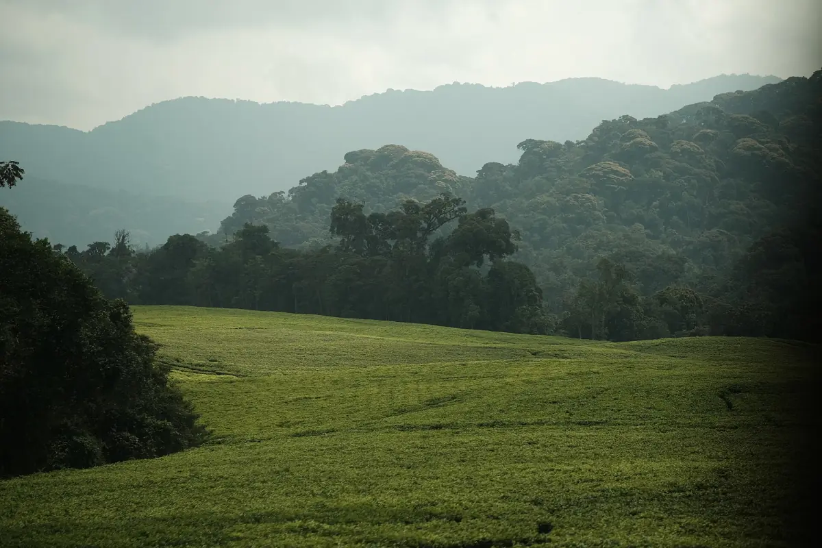 Collines boisées dans la brume et prairies dégagées sur la route de Nyungwe
