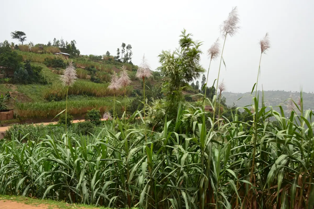Footpath winding along hillsides on the Congo Nile Trail