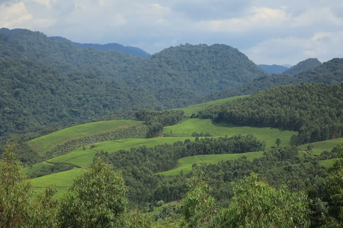Cyamudongo forest patch above tea fields in southwest Rwanda