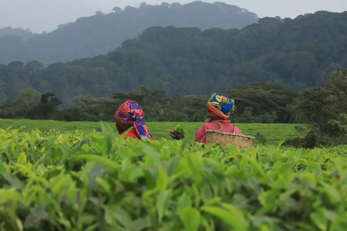 Rangées de théiers dans une plantation près de Nyungwe, à Gisakura
