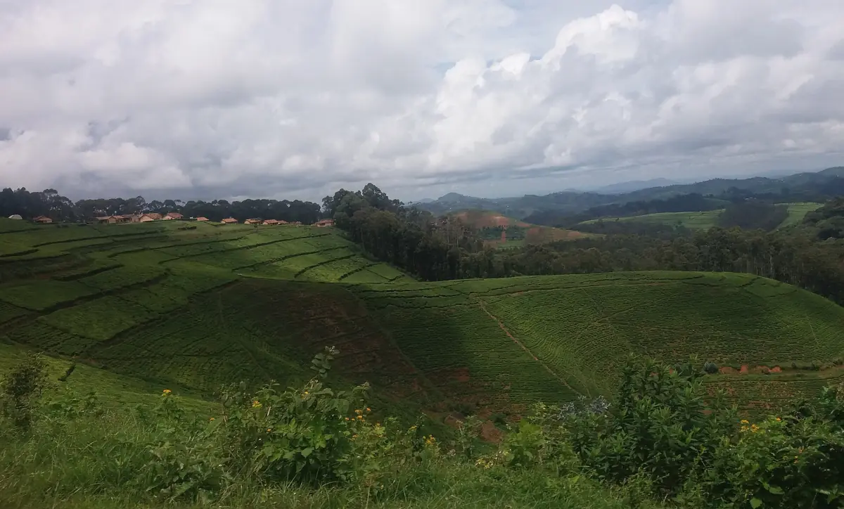Terrasses de thé verdoyantes sur les collines près de Kitabi, dans le sud du Rwanda