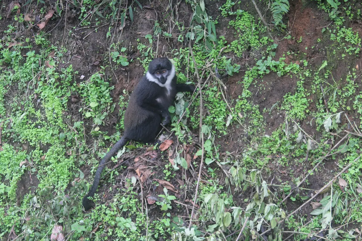 L'Hoest's monkey on a green forest slope in Nyungwe