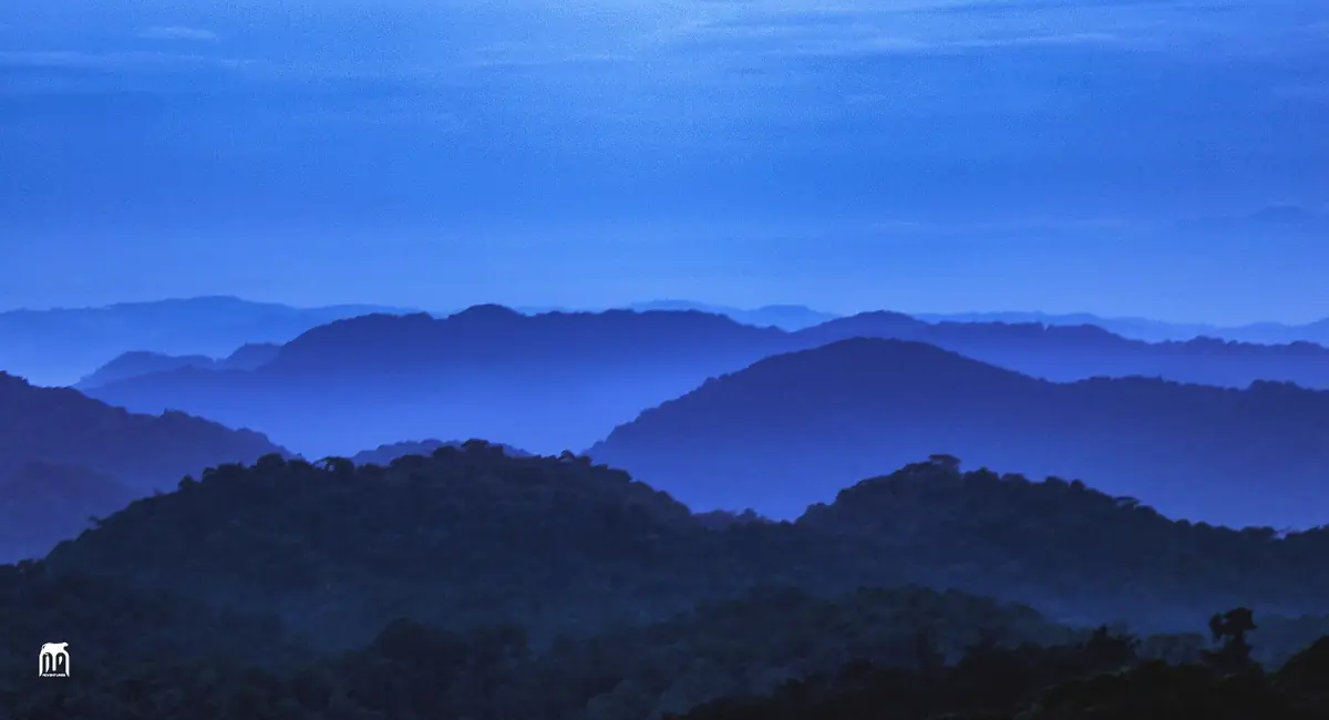 Blue evening light over forested ridges in Nyungwe