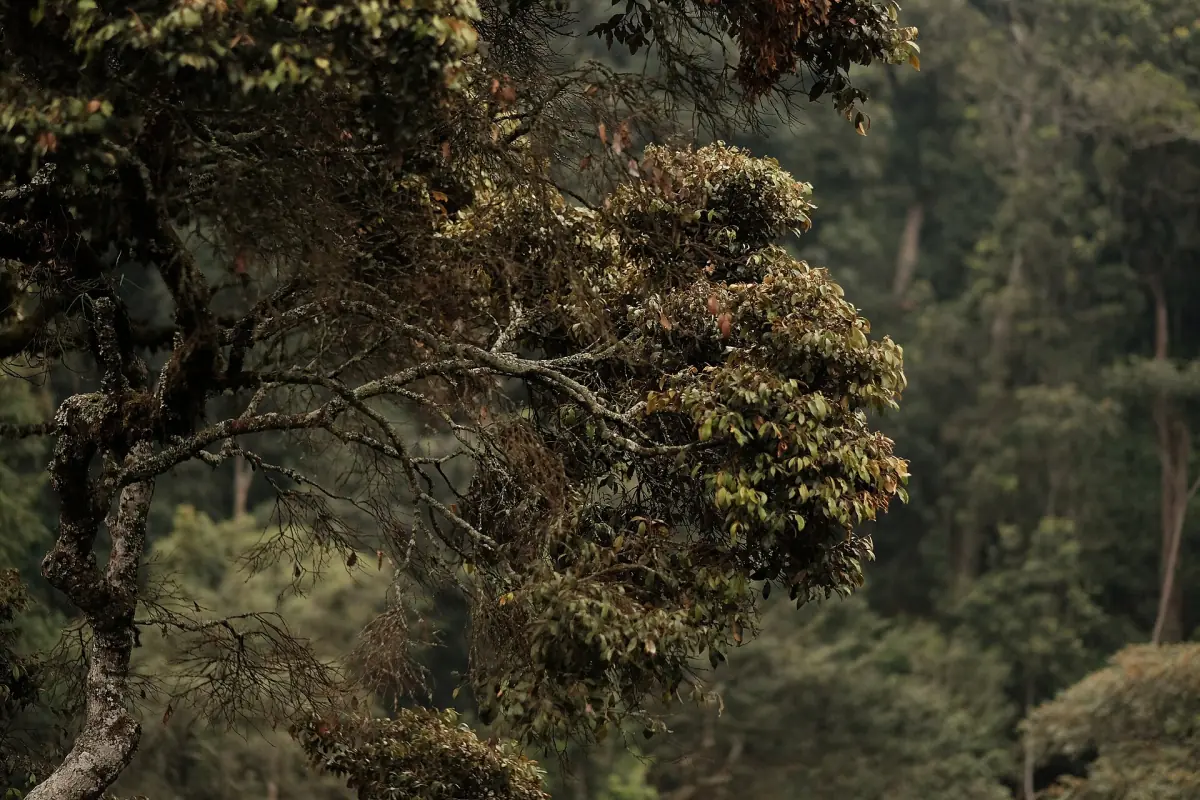 Tall trees and dense canopy in Nyungwe Forest