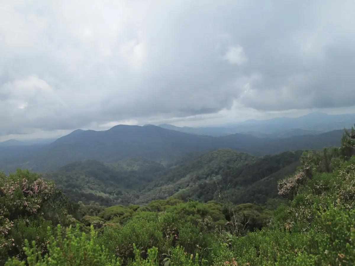 Dense green hills of Nyungwe Forest near Cyangugu