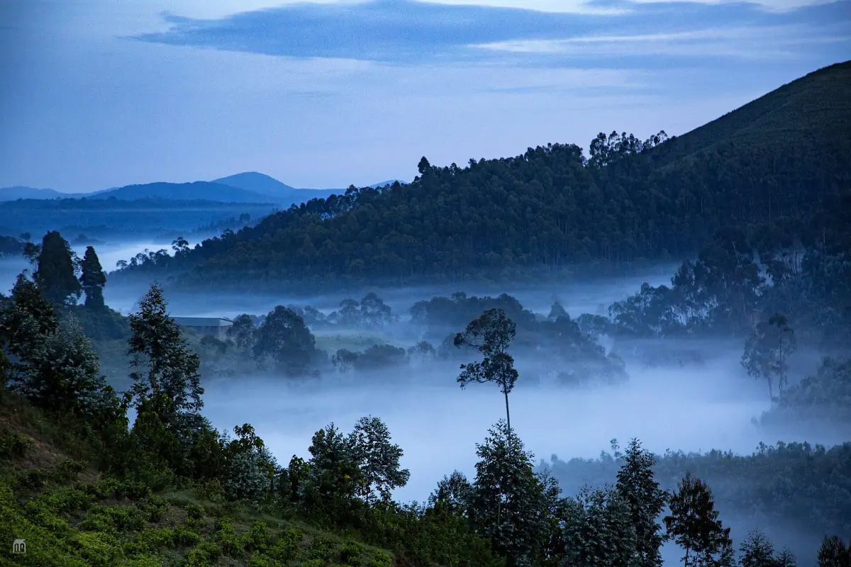 Brume matinale traversant une vallée boisée près de Nyungwe