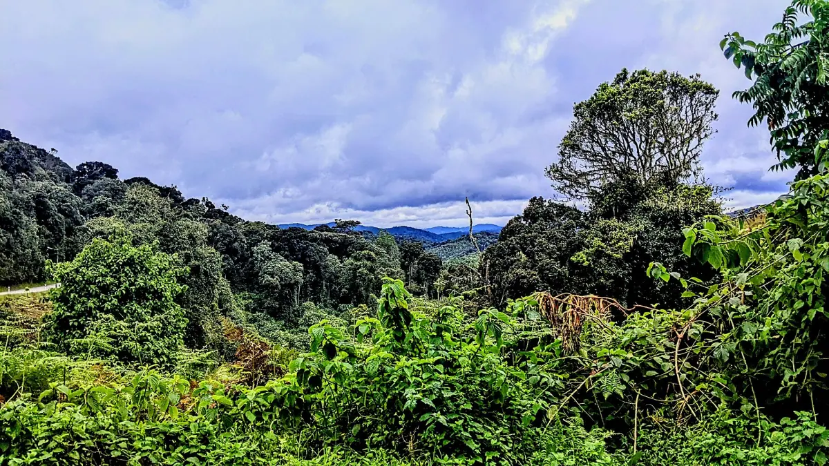 Lush rainforest with a view over hills in Nyungwe