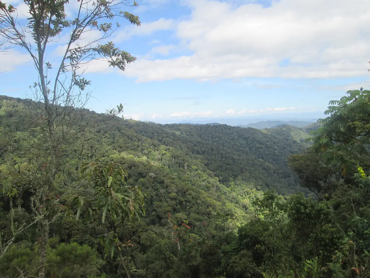 Green rainforest hills of Nyungwe Forest under a bright sky