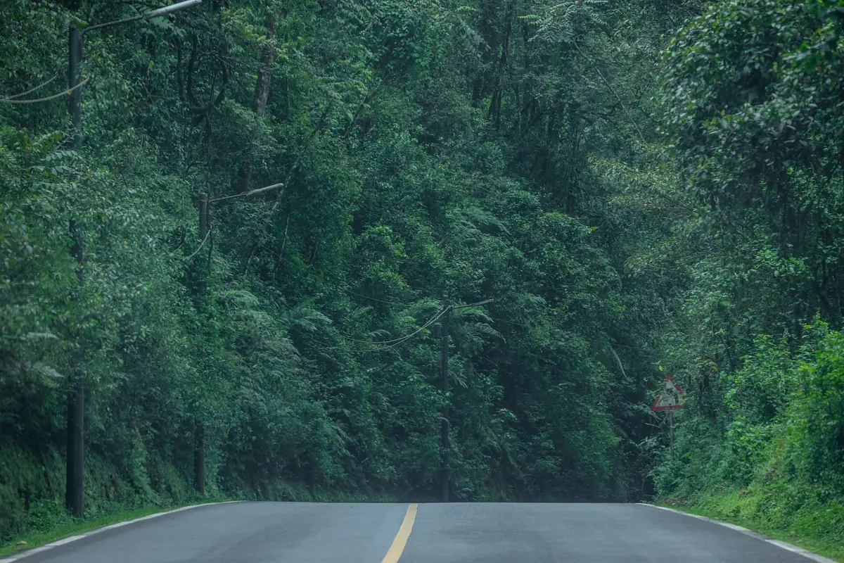 Smooth tarmac road winding through green forest toward Nyungwe