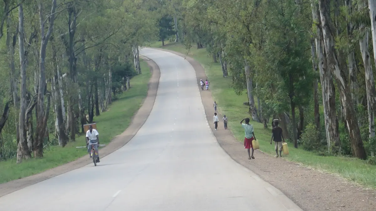 Paved road lined with eucalyptus trees near Huye