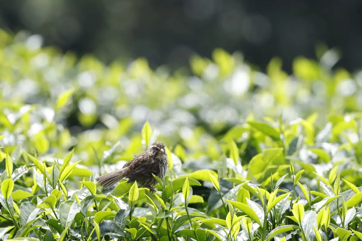 Streaky seedeater perched among tea bushes near Nyungwe