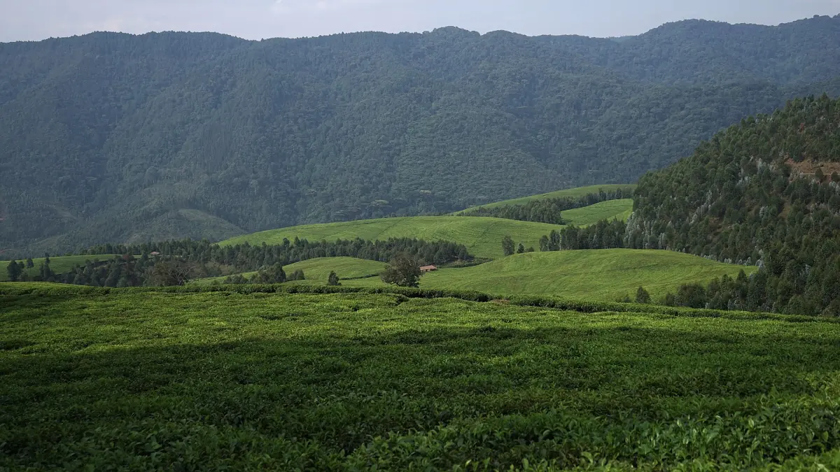 Tea fields at the edge of Nyungwe National Park beneath forested slopes