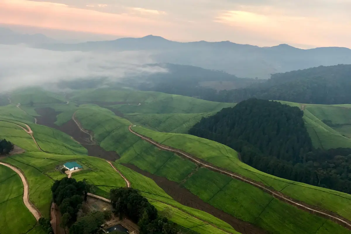 Lever de soleil brumeux sur les plantations de thé et la forêt autour de Nyungwe