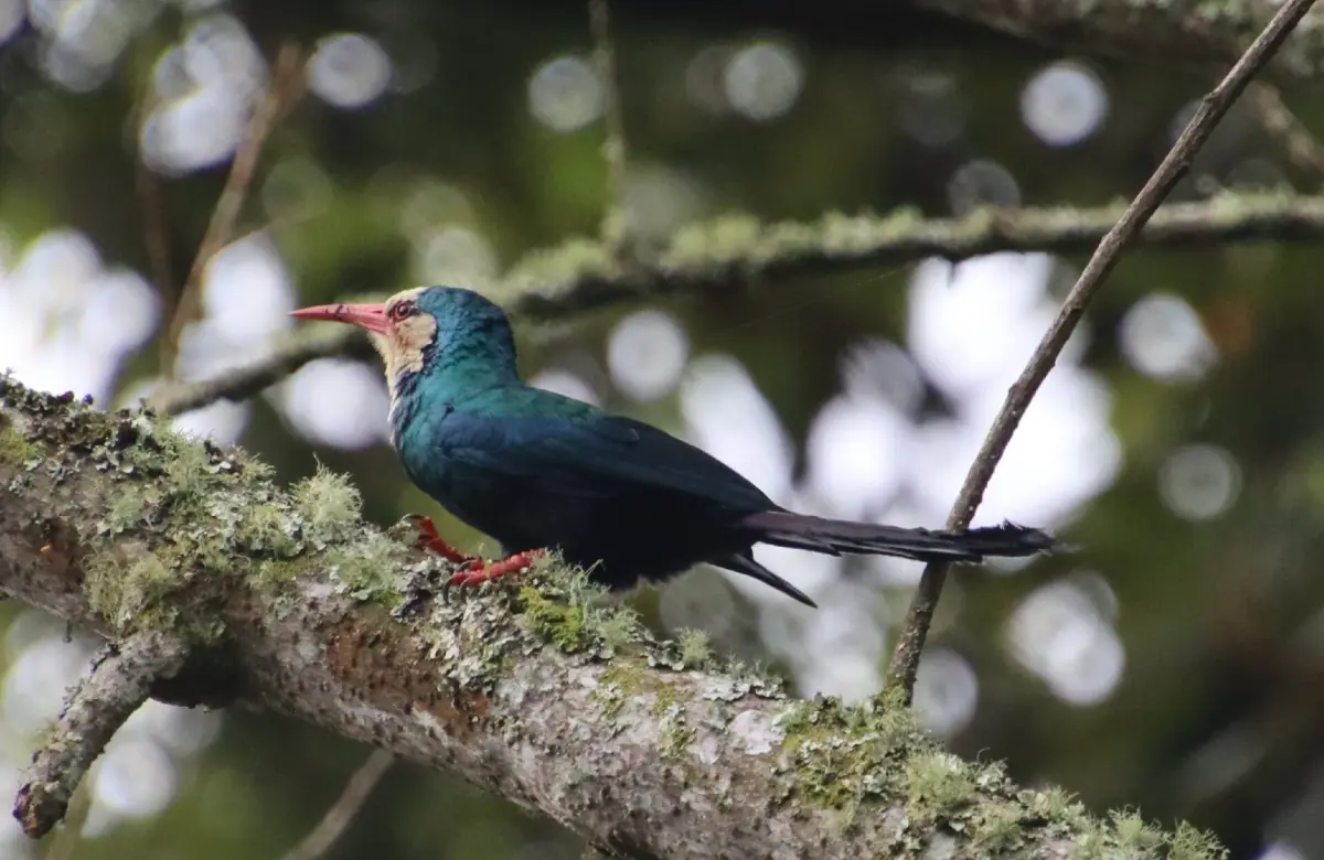 Irrisor à tête blanche au bec rouge sur une branche couverte de mousse à Nyungwe