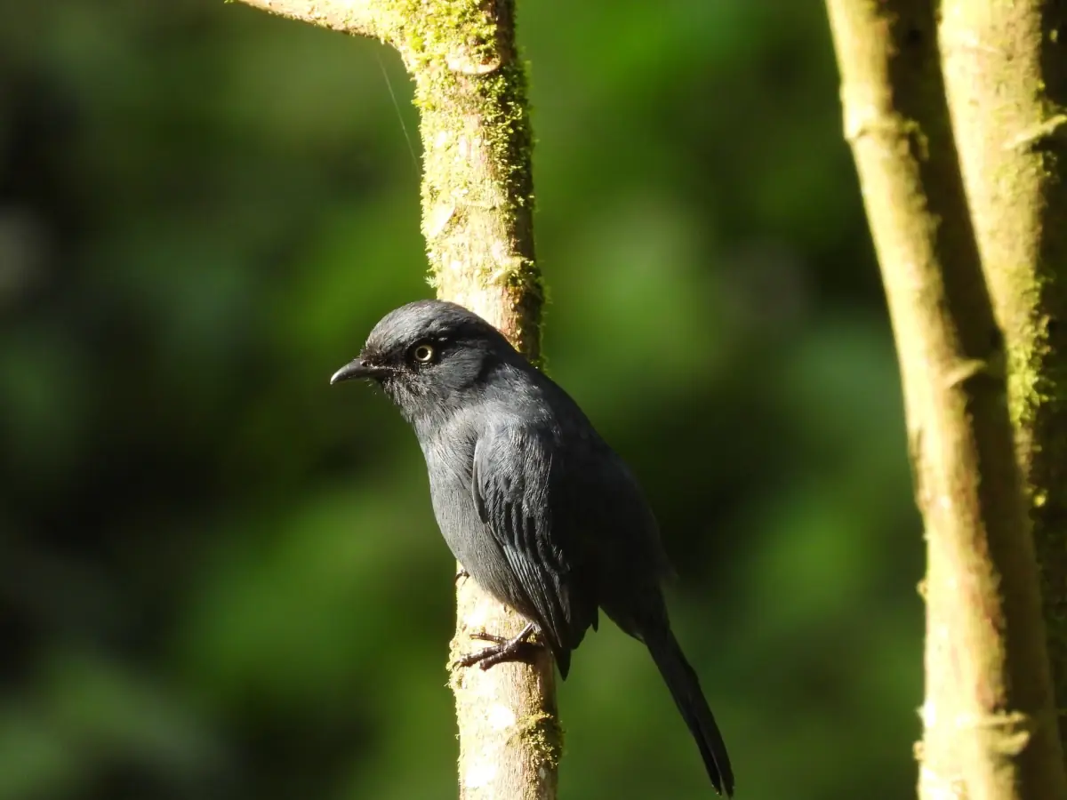 Yellow-eyed black flycatcher perched on a branch in Nyungwe